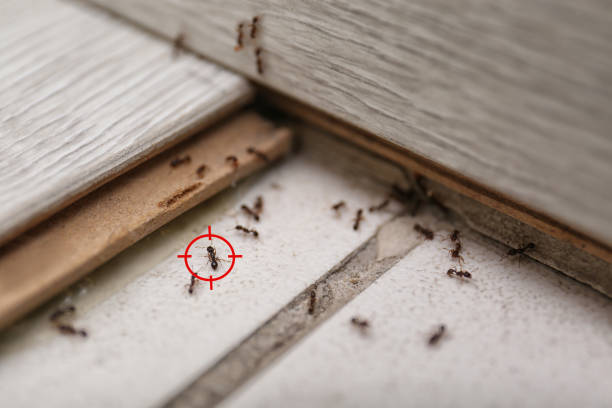 Best Pest Removal Services  in Fairbury, NE